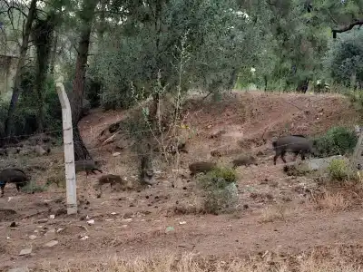 Pineta Park Deluxe - 31