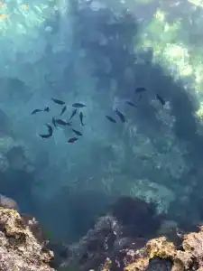 Morskaya Feeriya - 21