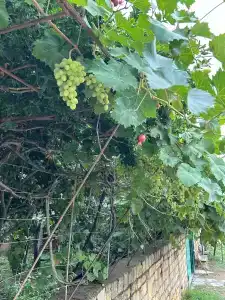 Admiral Inn Aparthotel - 60