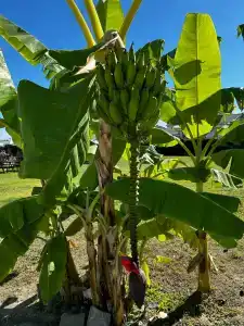 Calyptus Kirman Premium - Ultra All Inclusive - 27