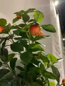 Shelterz Elektrozavodskaya - 33