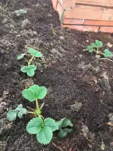 Zolotye peski Tourist base - 49