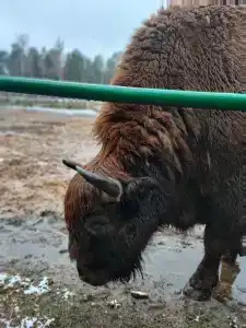 Belovezhskaya pushcha №2 - 48