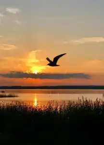 Detskiy Sanatoriy "Rosinka" - 40