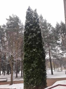 Alesya - 86