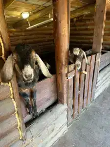 Eco Dzhao Da!cha - 21