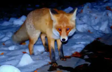 Skazka Country Complex - 93