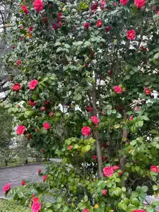 Amra Park-& Spa - 48