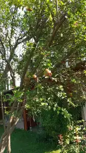 Antik Garden - All Inclusive - 88