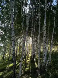 Kazaki Tourist base - 10