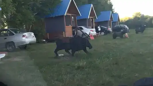 Zolotye peski - 58