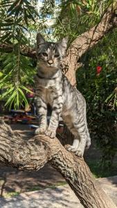 Armas Kaplan Paradise - 31