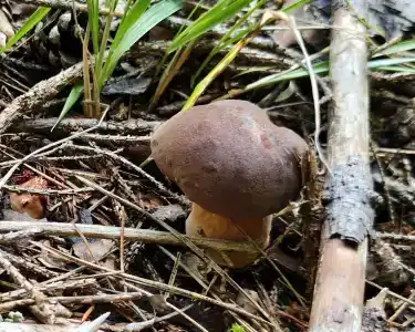 Recreation center Lesnye dali - 9