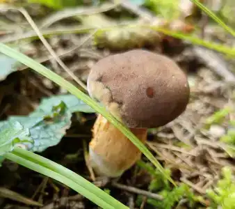 Recreation center Lesnye dali - 10