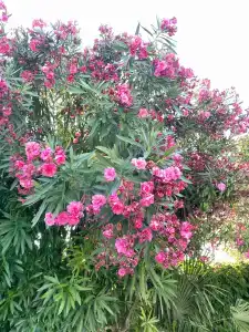 Viktoria Otdih Pansionat - 47