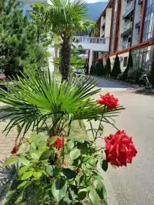 Alex Resort & Spa - 38