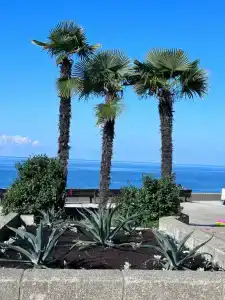 Sochi Beach - 22