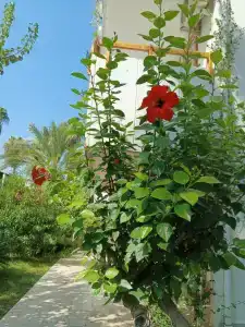 Antik Garden - All Inclusive - 54