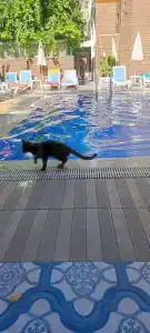 Kleopatra Atlas - Adults Only - 5