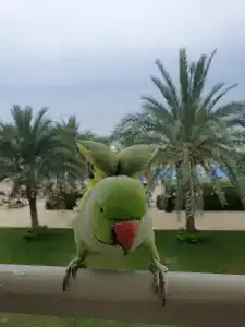 Riu Dubai Beach Resort - All Inclusive - 95