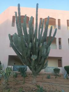 Sharm Bride Resort Aqua & Spa - 22