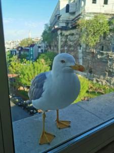 Erguvan - Special Category - 8