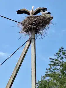 Belovezhskaya pushcha №2 - 24