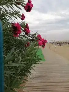 Tui Magic Life Jacaranda - 50