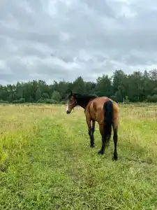 Eko Vankovo Farm - 64