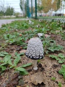 Гостиничный комплекс Джами - 21