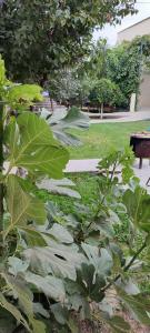Shik Village Resort & Spa - 47