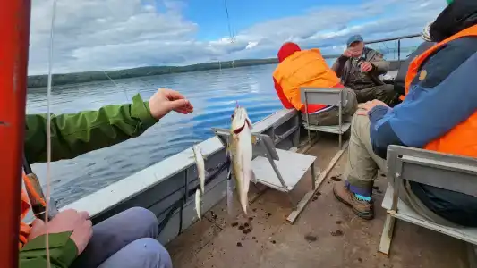 Zaimka Ryibnaya - 25