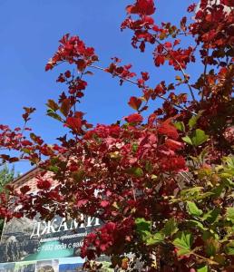 Гостиничный комплекс Джами - 22