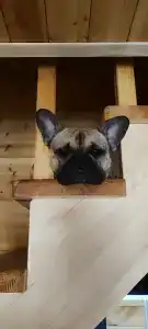 Zolotye peski Tourist base - 65