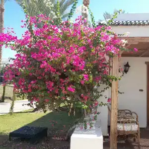 Sharm Resort - All Inclusive - 12