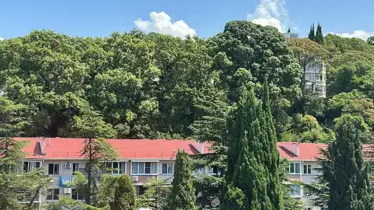 Кардинал - 38