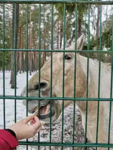 Complex Kamenyuky - 79