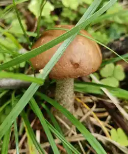 Recreation center Lesnye dali - 7