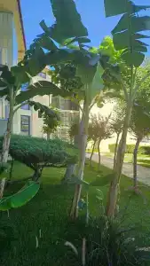 Le Jardin Resort Holiday Village - 99