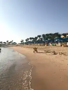 Beach Albatros Resort - 26