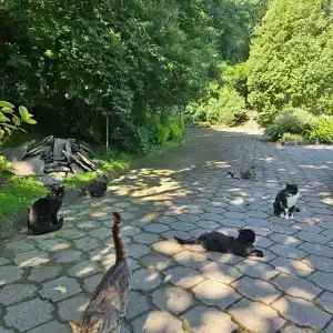 Odisseya Resort - 41