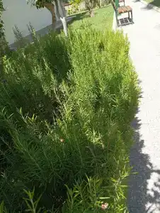 Antik Garden - All Inclusive - 83