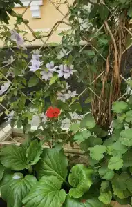 Парк-Замковый - 87