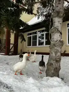 Celinburg Guest House - 10