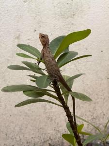 Royal Island Resort at Baa Atoll Biosphere Reserve - 58
