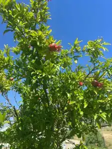 Park-otel Rubas - 52