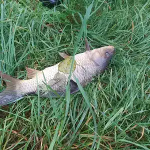 Guest house Karpolov Park - 34