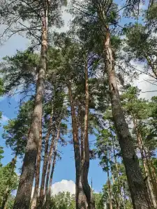  - 86