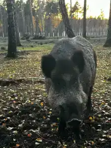 Complex Kamenyuky - 55