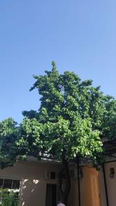 Gulnara Guesthouse - 16